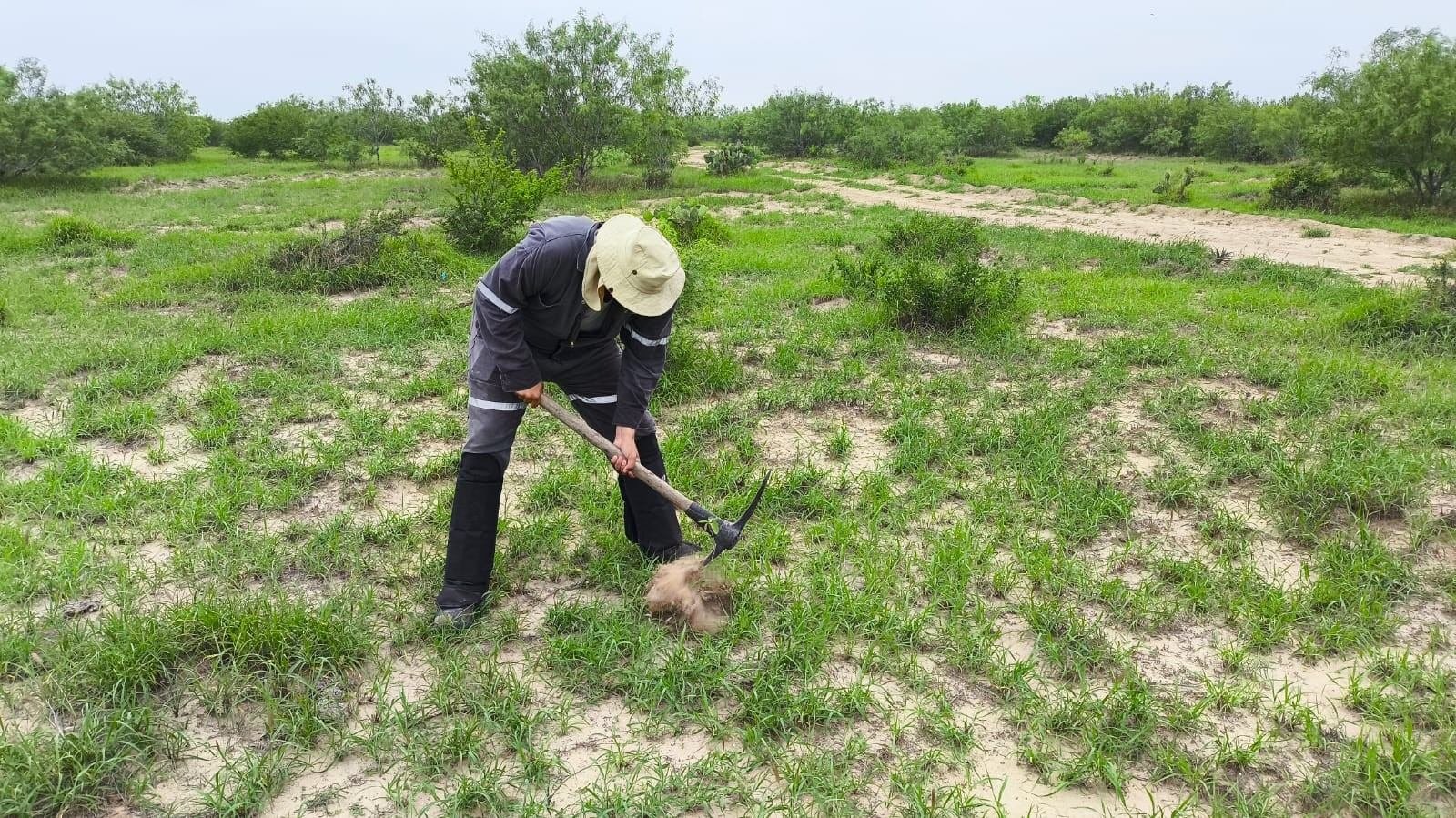 Técnico de campo realizando un sondeo de suelo en matorral tamaulipeco