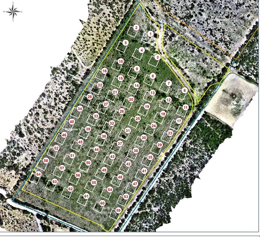 Ortomosaico de dron con los polígonos de reforestación y las parcelas numeradas en campo